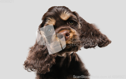 Image of Studio shot of american cocker spaniel on grey studio background