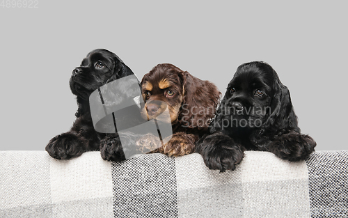 Image of Studio shot of american cocker spaniel on grey studio background