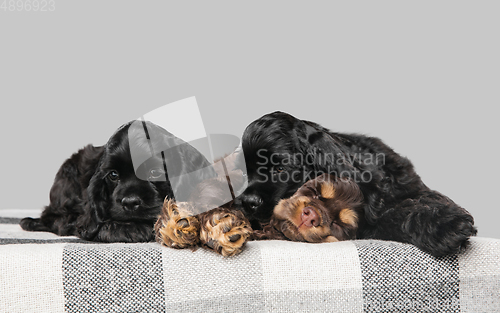 Image of Studio shot of american cocker spaniel on grey studio background