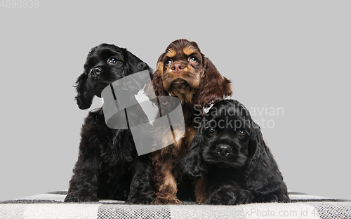 Image of Studio shot of american cocker spaniel on grey studio background