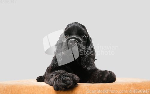 Image of Studio shot of american cocker spaniel on grey studio background