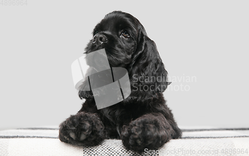 Image of Studio shot of american cocker spaniel on grey studio background