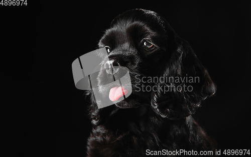 Image of Studio shot of american cocker spaniel on black studio background