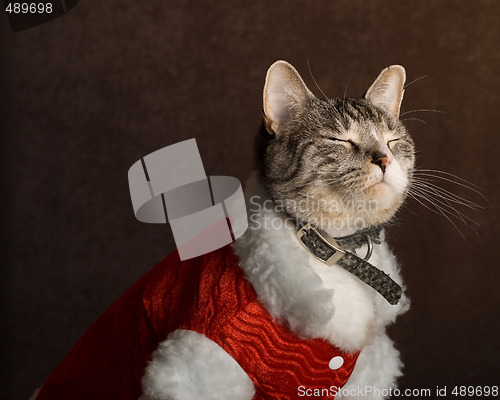 Image of Shy Cat