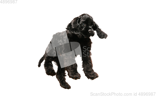 Image of Studio shot of american cocker spaniel on white studio background