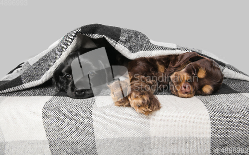 Image of Studio shot of american cocker spaniel on grey studio background