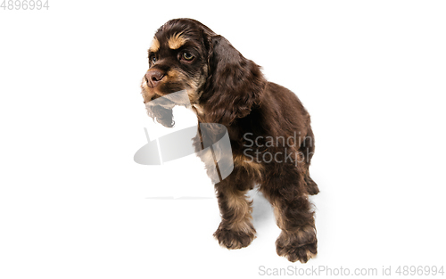 Image of Studio shot of american cocker spaniel on white studio background