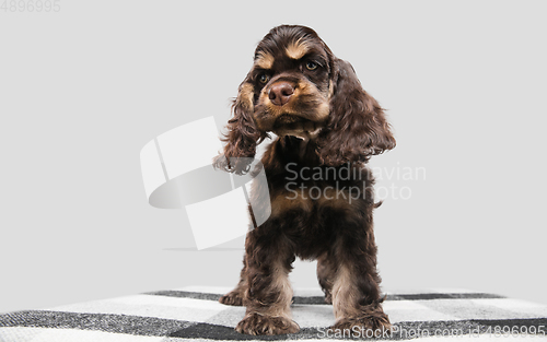 Image of Studio shot of american cocker spaniel on grey studio background