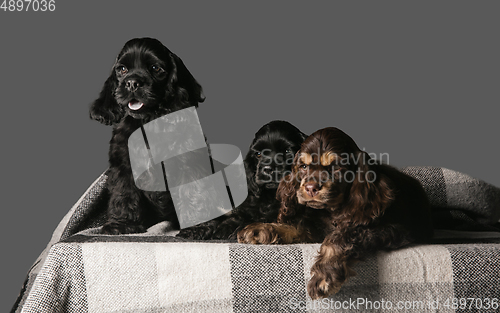 Image of Studio shot of american cocker spaniel on grey studio background