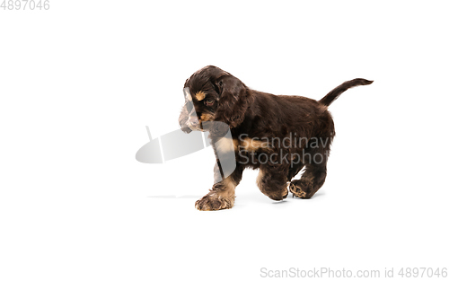 Image of Studio shot of american cocker spaniel on white studio background