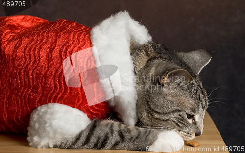 Image of Santa Cat