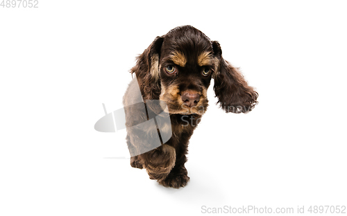 Image of Studio shot of american cocker spaniel on white studio background