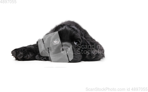 Image of Studio shot of american cocker spaniel on black studio background