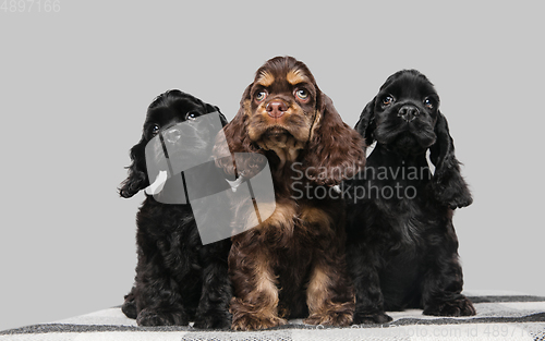 Image of Studio shot of american cocker spaniel on grey studio background