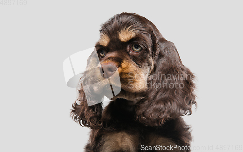 Image of Studio shot of american cocker spaniel on grey studio background