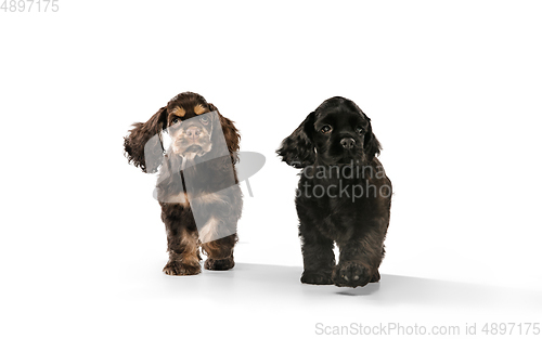 Image of Studio shot of american cocker spaniel on white studio background