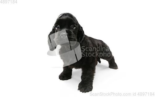 Image of Studio shot of american cocker spaniel on white studio background