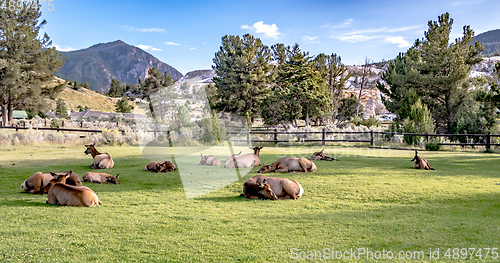 Image of wild elk on lawn in mammoth springs wyoming