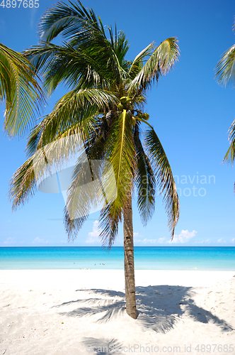 Image of Palm on tropical beach