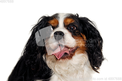 Image of Happy Cavalier King Charles Spaniel dog