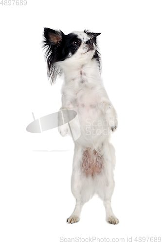 Image of Chihuahua isolated on white background