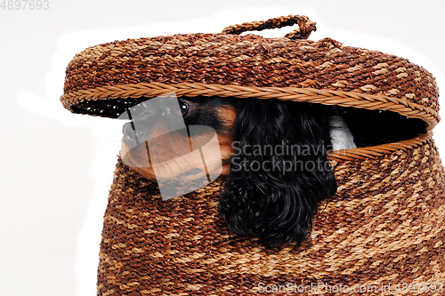 Image of Sad Cavalier King Charles Spaniel dog is hiding in a basket