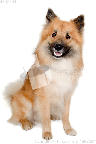 Image of Happy Eurasier dog