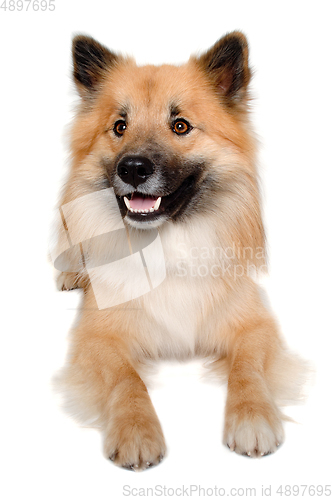 Image of Happy Eurasier dog