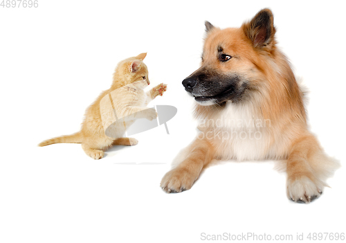 Image of Happy Eurasier dog and cat