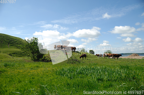 Image of Cows and green landscape