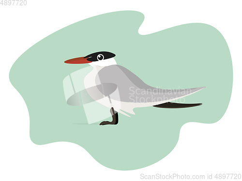 Image of Bird, vector or color illustration.