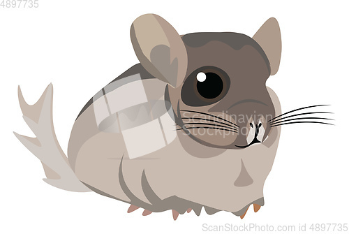 Image of Image of chinchilla, vector or color illustration.