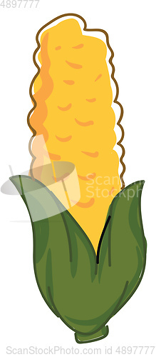 Image of Image of corn, vector or color illustration.