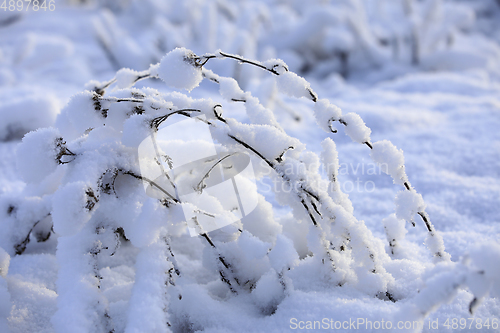 Image of Plants Under Heavy Snow in Winter