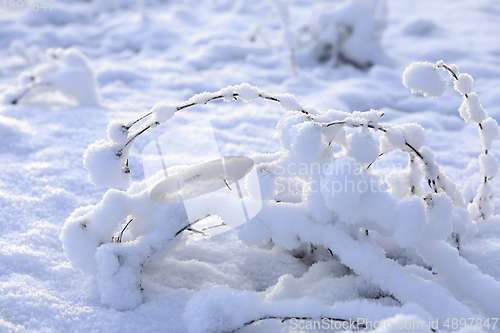 Image of Plants Under Heavy Snow in Winter