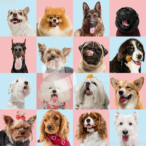 Image of Stylish dogs posing. Cute doggies or pets happy. Creative collage isolated on pink-blue studio background.