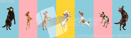 Image of Cute doggies or pets are looking happy isolated on colorful or gradient studio. Creative collage of different breeds of dogs. Flyer for your ad.