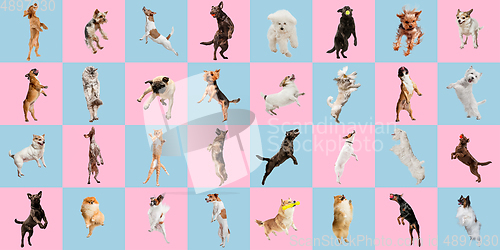 Image of Stylish dogs and cats posing. Cute pets happy. The different purebred puppies and cats. Creative collage isolated on pink-blue studio background.