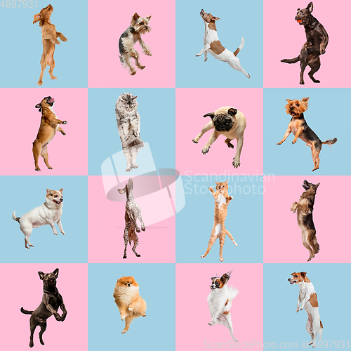 Image of Stylish dogs and cats posing. Cute pets happy. The different purebred puppies and cats. Creative collage isolated on pink-blue studio background.