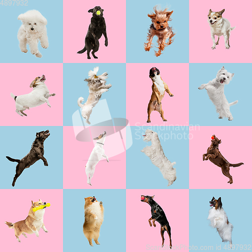 Image of Stylish dogs posing. Cute doggies or pets happy. The different purebred puppies. Creative collage isolated on pink-blue studio background.