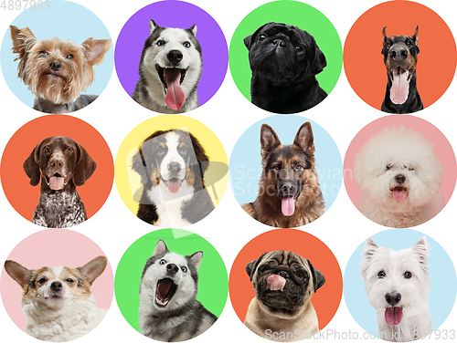 Image of Cute doggies or pets are looking happy isolated on colorful or gradient studio background. Creative collage of different breeds of dogs.