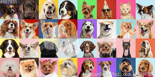 Image of Stylish dogs and cats posing. Cute pets happy. Creative collage isolated on multicolored studio background