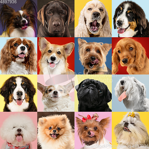 Image of Stylish dogs posing. Cute doggies or pets happy. Creative collage of different breeds of dogs.