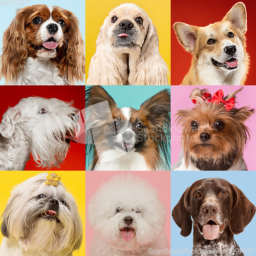 Image of Stylish dogs posing. Cute doggies or pets happy. Creative collage of various breeds of dogs.