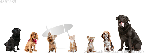 Image of Differents dogs and one cat looking at camera isolated on a white studio background