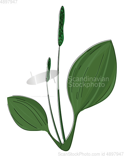 Image of Plantain, vector or color illustration.