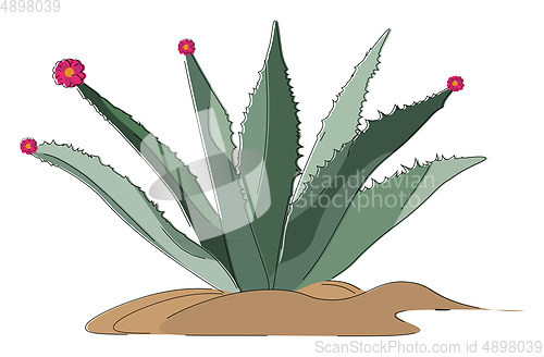 Image of Image of agave, vector or color illustration.