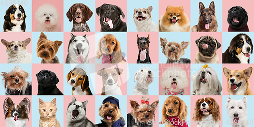 Image of Stylish dogs and cats posing. Cute pets happy. Creative collage isolated on multicolored studio background.