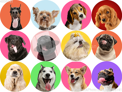 Image of Cute doggies or pets are looking happy isolated on colorful or gradient studio background. Creative collage of different breeds of dogs.