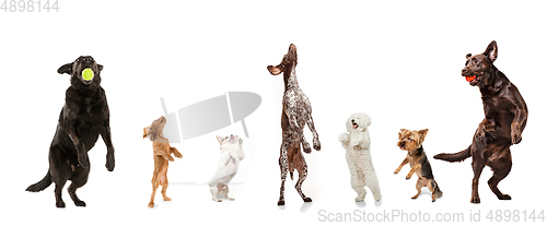 Image of Differents dogs jumping, playing happy isolated on a white studio background